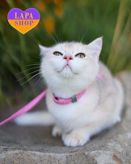 британець золота шиншила