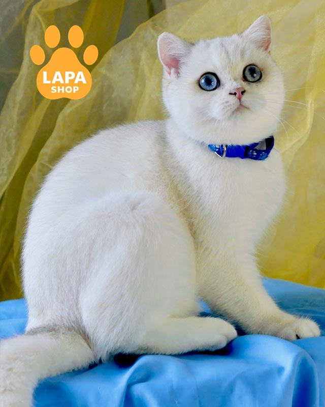 британська кішка