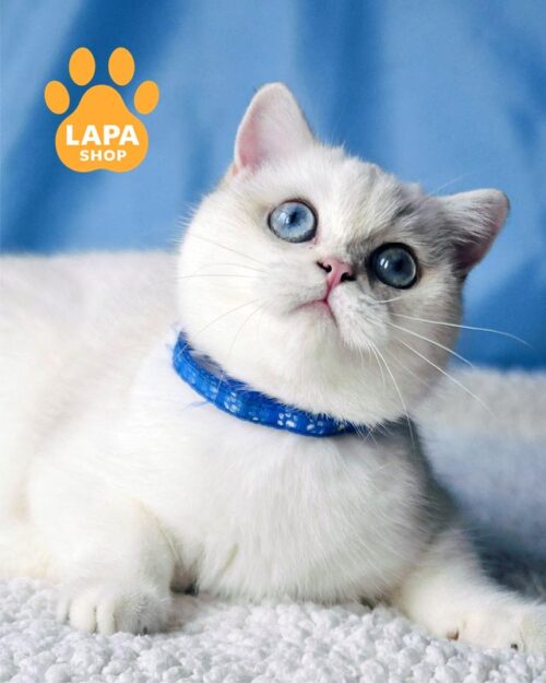 британська кішка