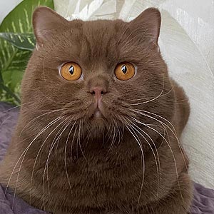 Gina – утонченная британская красавица шоу класса с редким фавновым окрасом — в разведение bri dad