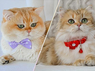 Garrie – изысканный британский красавчик нежного окраса bri dm1 1