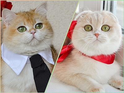 Витончена шотландська висловуха красуня Evie bri dm2