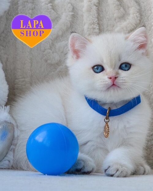 колор пойнтовий британець