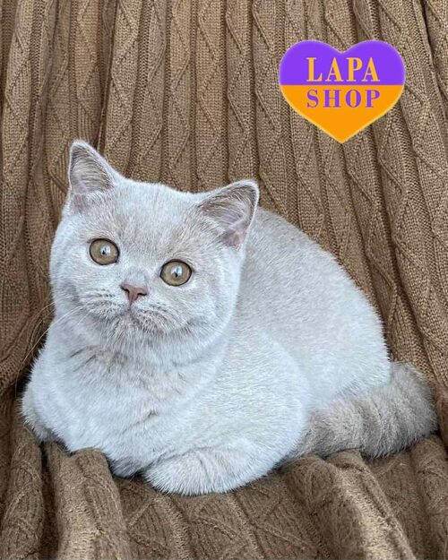 фавновая британка