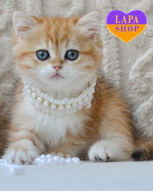 golden marbled British