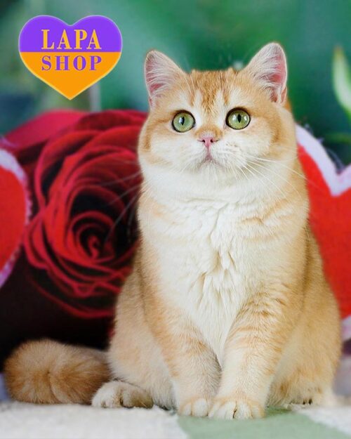 золотой британец