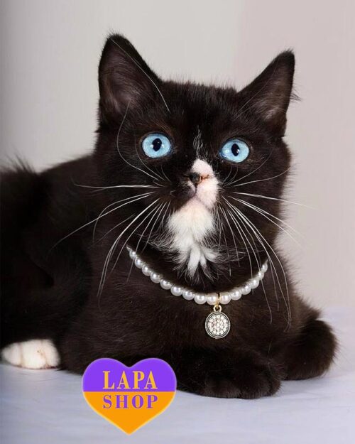 блакитноока британська кішка