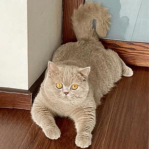 Gina – утонченная британская красавица шоу класса с редким фавновым окрасом — в разведение bri mom