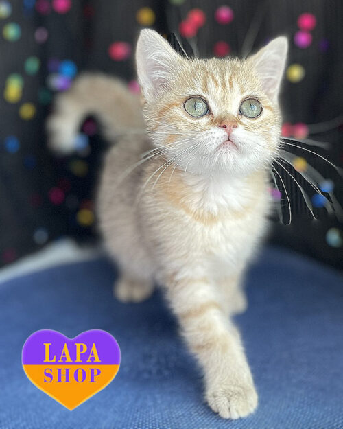 пятнисто-золотая британская кошка