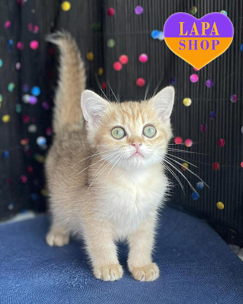 золотая британская кошка