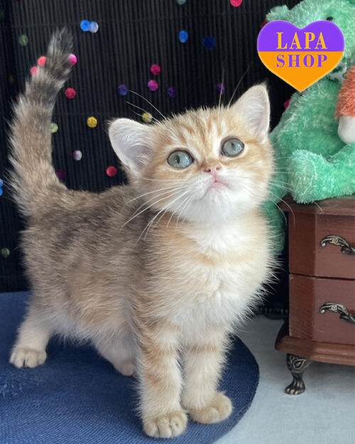 мраморная британская кошка