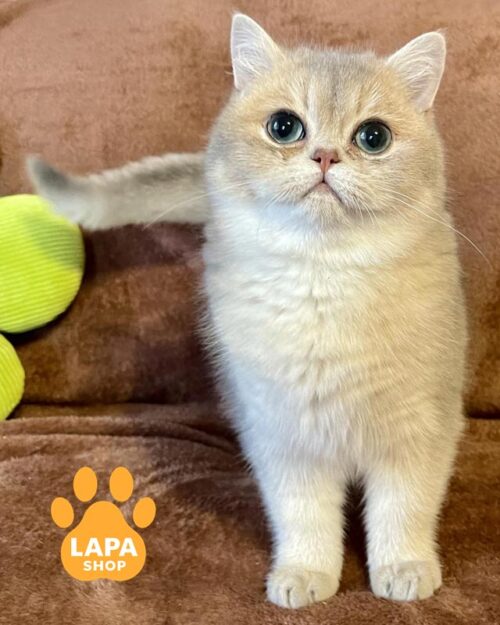 блакитно-золотий британець