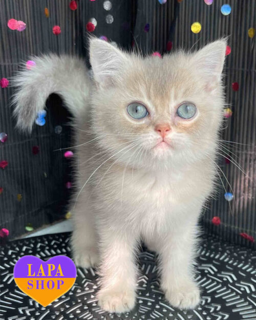 голубо-золотой британец