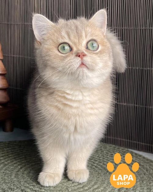 блакитно-золота британська кішка