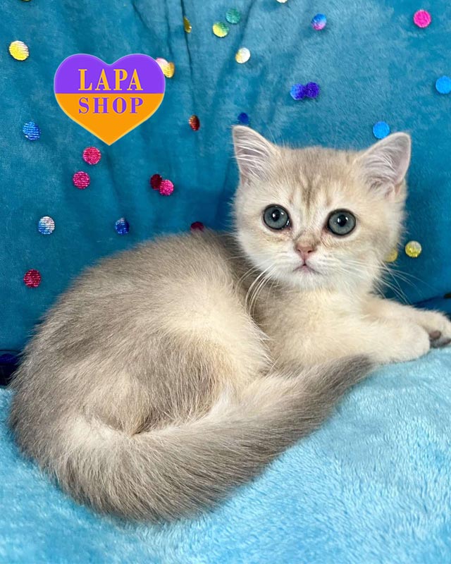 голубо-золотая британская кошка