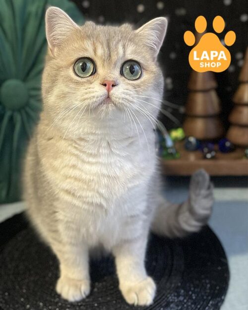 блакитно-плямиста британська кішка