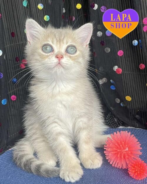 голубо-пятнистая британская кошка