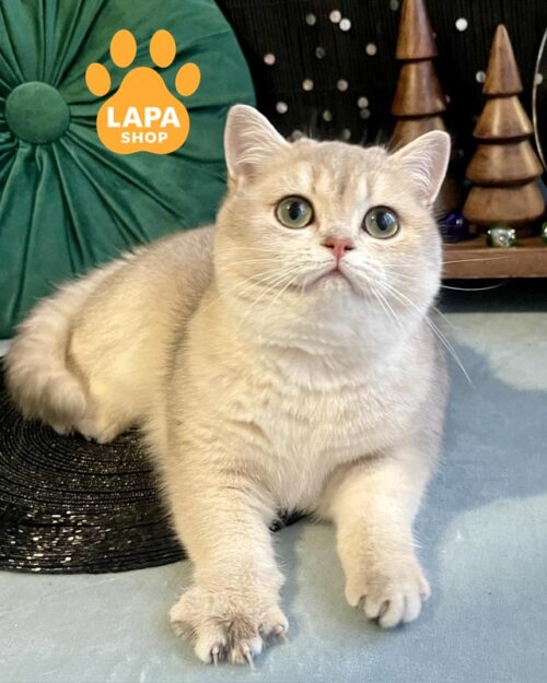 британська кішка