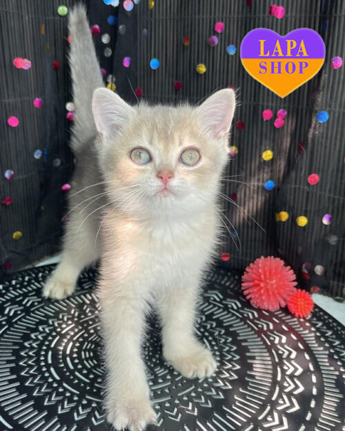 британская кошка