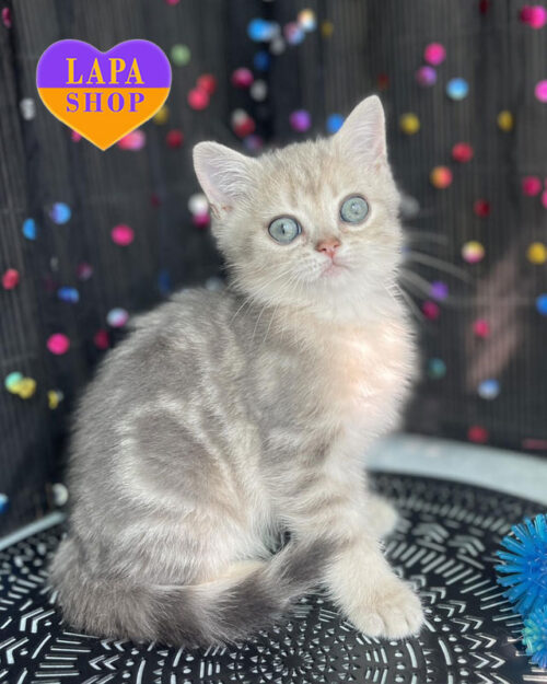 мраморный британец