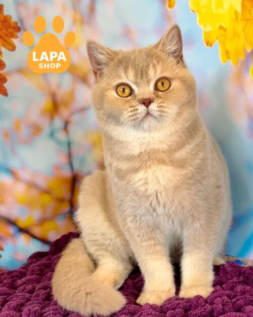 фавновий британець