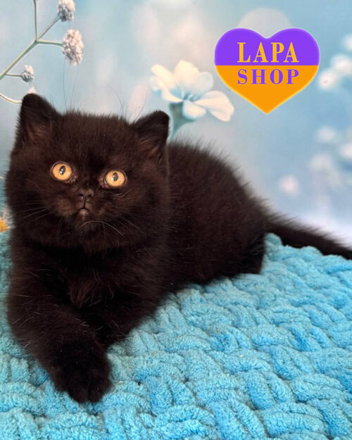 black British Shorthair