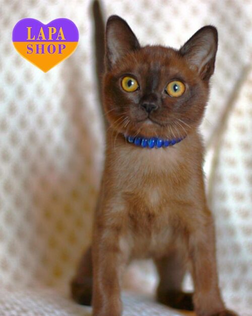 Sable American Burmese