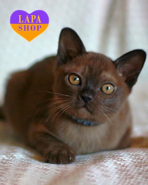 Sable American Burmese