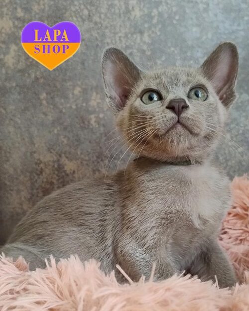 European Burmese Burmese Cat Rescue Near Me Lilac Burmese Burmese