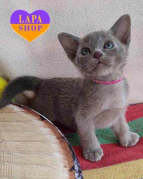 блакитна європейська бурма