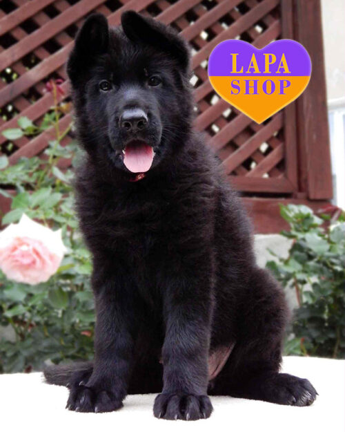 чорна німецька вівчарка