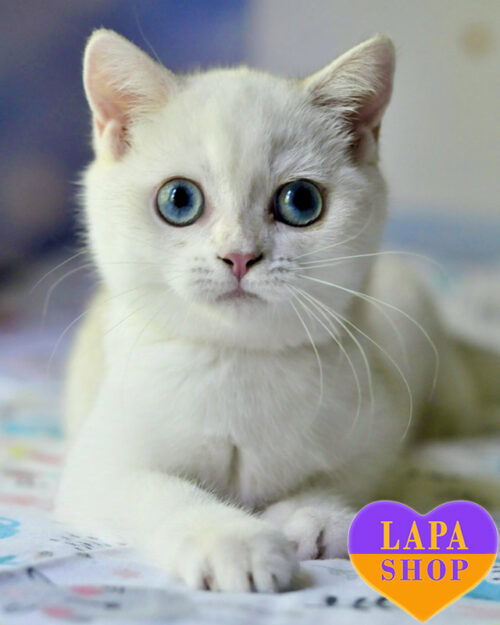 чорна золота британська короткошерста