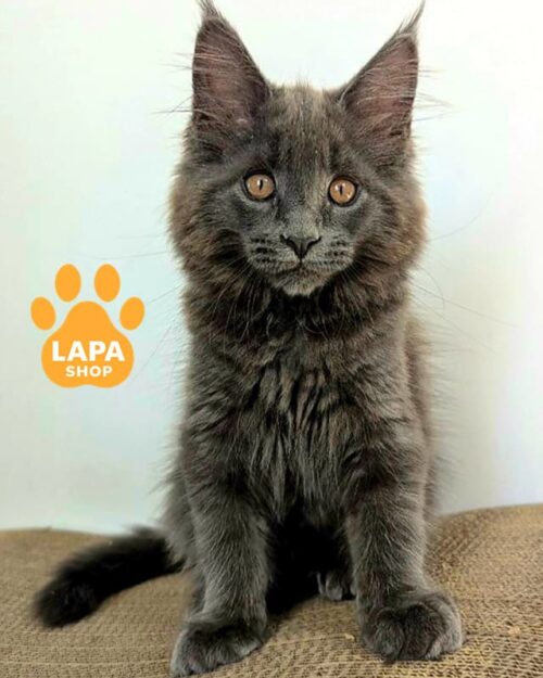 блакитний мейн-кун