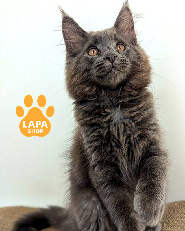 Порода кошек мейн-кун: плюсы и минусы, характер и особенности celesta 02