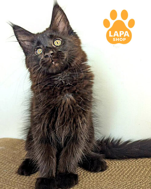 чорний мейн-кун