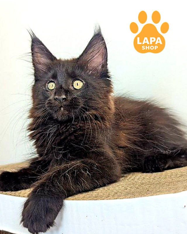 Порода кошек мейн-кун: плюсы и минусы, характер и особенности cher 02