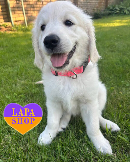 cream golden retriever