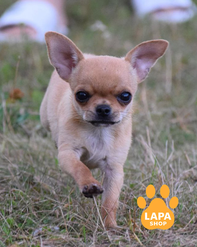 палевий чихуахуа