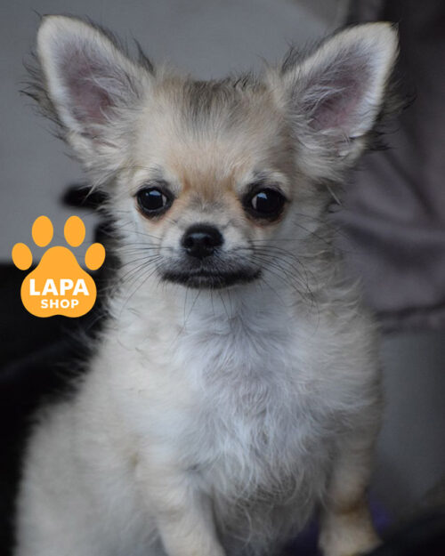 соболиний чихуахуа