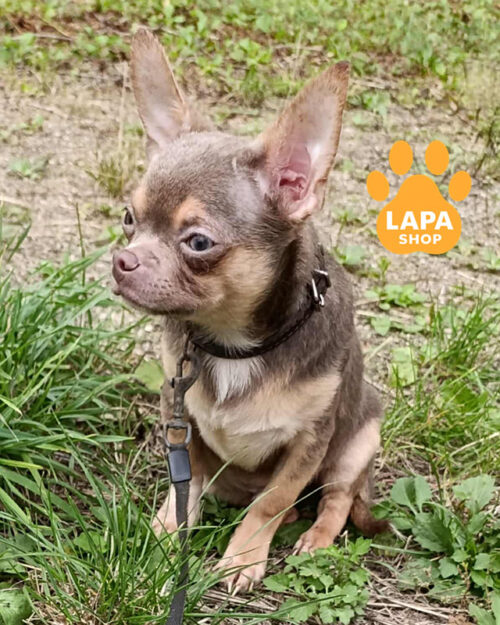 триколорний чихуахуа