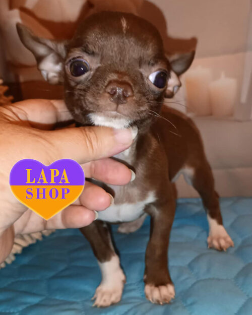 chocolate chihuahua