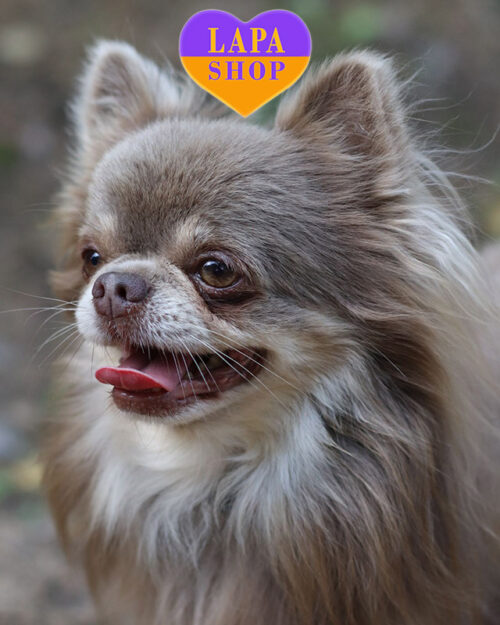 tan chihuahua