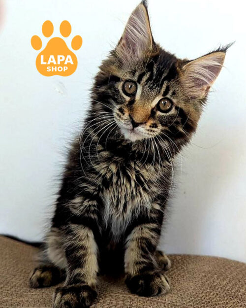 чорний мармуровий мейн-кун