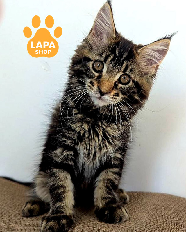 Порода кошек мейн-кун: плюсы и минусы, характер и особенности cintia 01