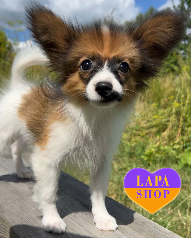 біло соболиний папільон