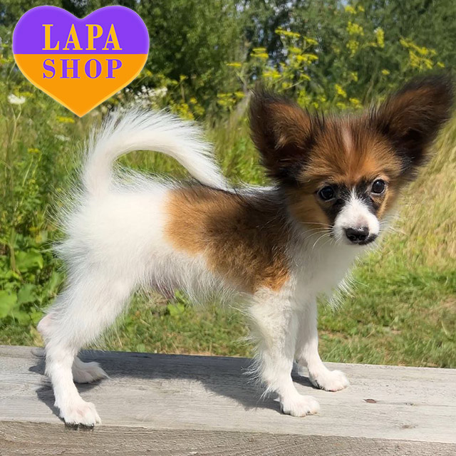 Continental-Toy-Spaniel-02