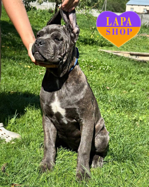 tiger cane corso