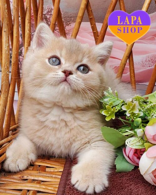 ліловий золтий британець