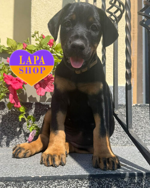 чорний підпалий доберман