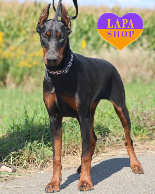 black and tan Doberman